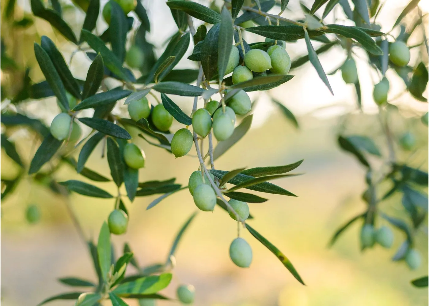 Olive tree branch with olives